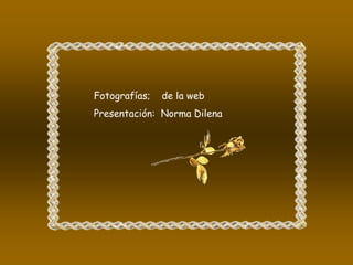 Fotografías;   de la web
Presentación: Norma Dilena
 