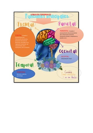 FONTAL: Cumple el
procesamiento de
información de atención,
planeación de toma de
decisiones, del habla, de la
regulación emocional, del
razonamiento, de la
motivación y de la conducta
PARIENTAL: Cumple el
procesamiento de procesamiento
de la información sensorial,
(sensación de dolor, temperatura y
presión, etc.)
OCCPITAL:
interpretación visual
TEMPORAL:
Memoria, audición,
aprendizaje
LOBULOS CEREBRALES
 