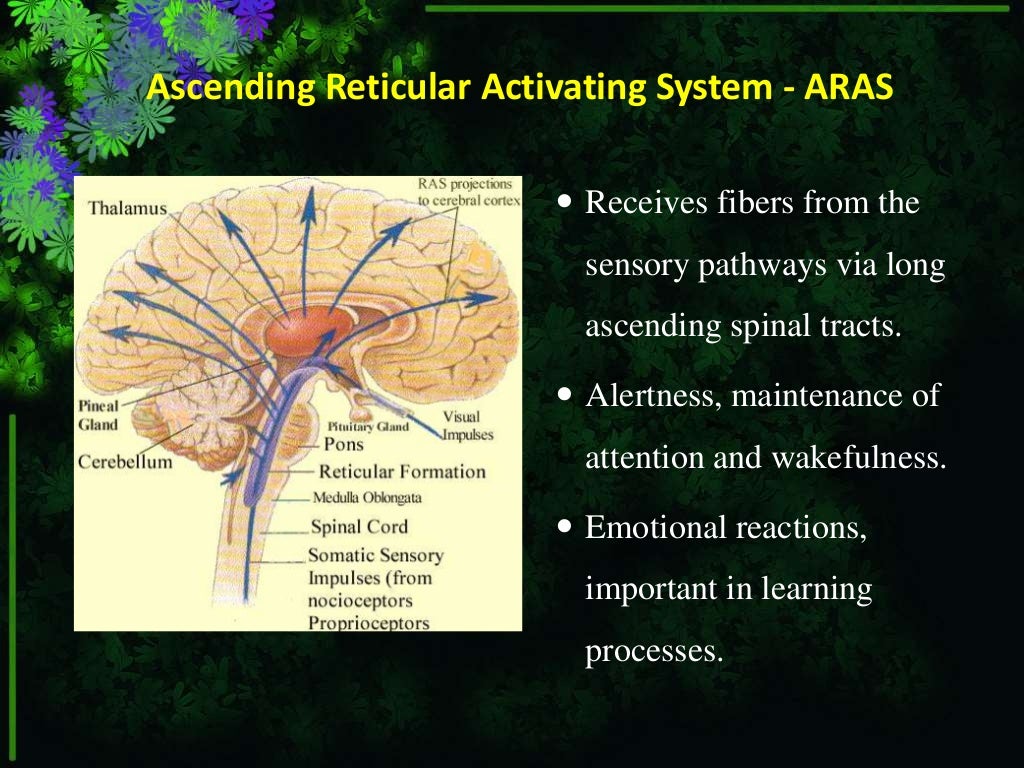 Reticular activating system