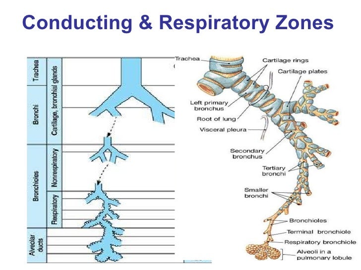 Respiration part 1