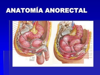 ANATOMÍA ANORECTAL

 
