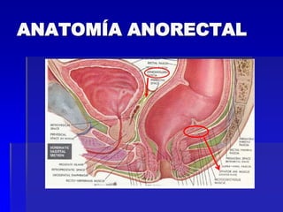 ANATOMÍA ANORECTAL

 