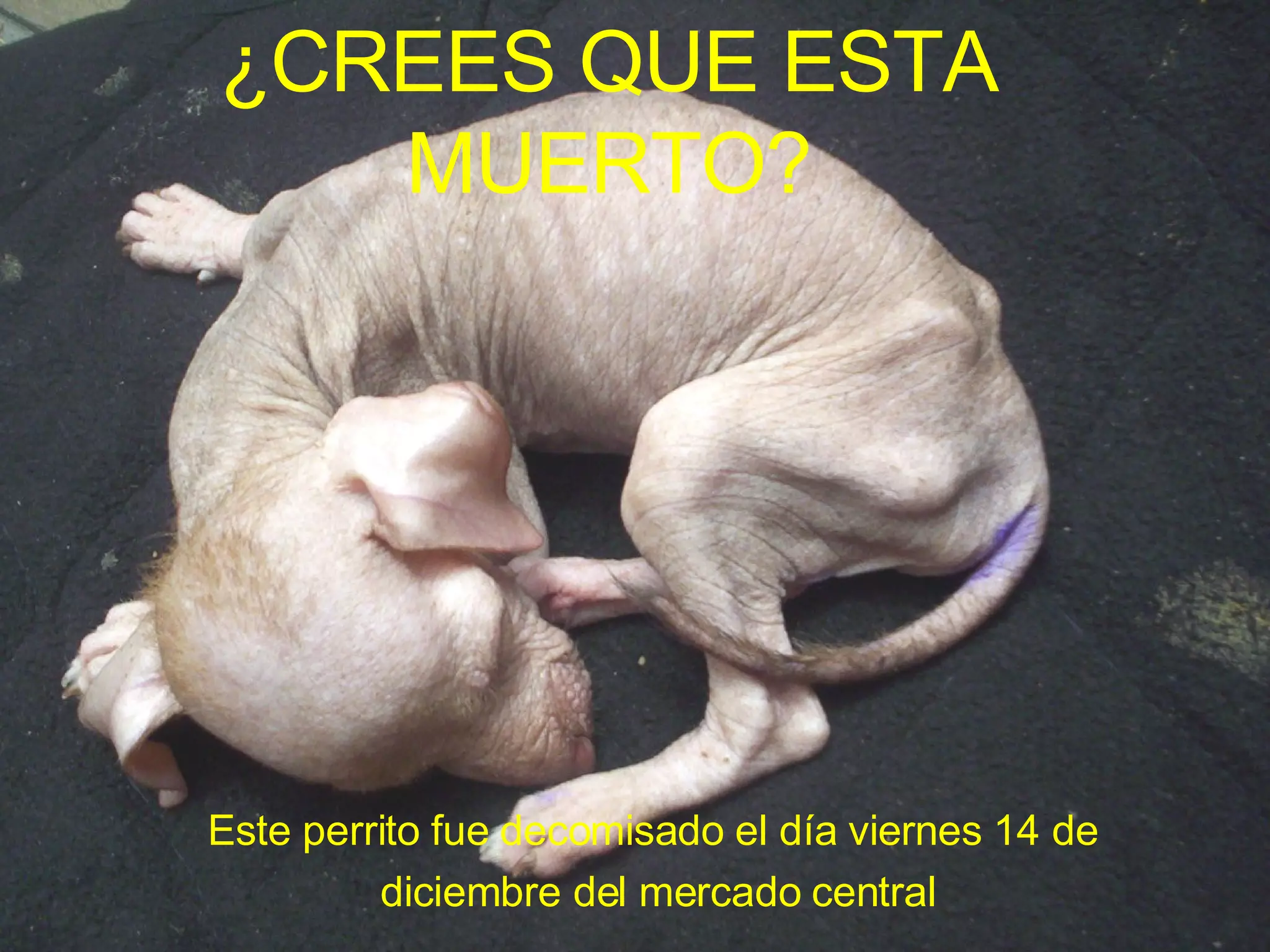 Este perrito fue decomisado el día viernes 14 de  diciembre del mercado central ¿CREES QUE ESTA MUERTO? 