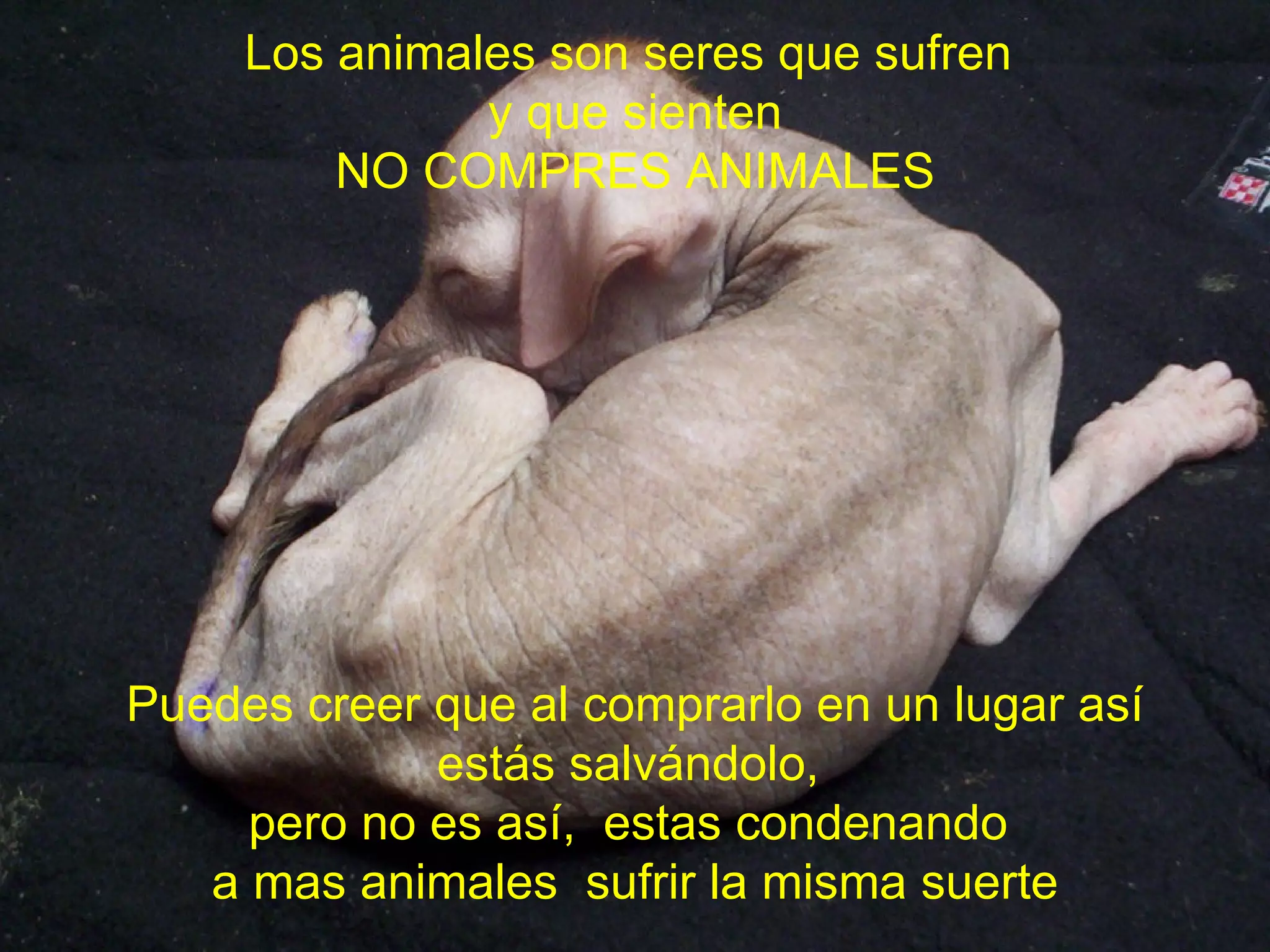 Los animales son seres que sufren  y que sienten NO COMPRES ANIMALES Puedes creer que al comprarlo en un lugar así estás salvándolo,  pero no es así,  estas condenando  a mas animales  sufrir la misma suerte 