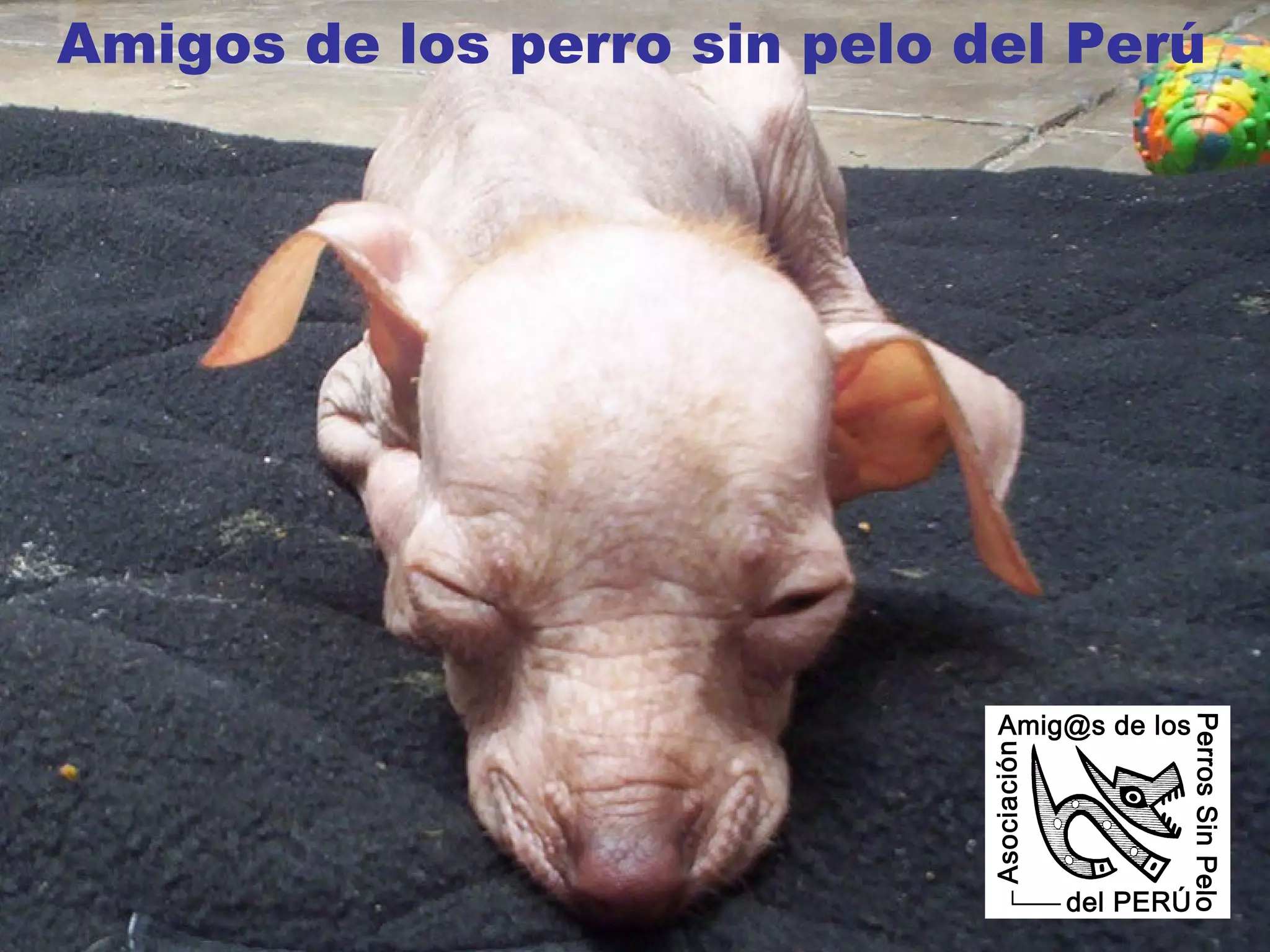 Amigos de los perro sin pelo del Perú 