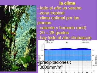 l a clima - todo el a ñ o es verano - zona tropical - clima optimal por las  plantas - caliente y húmedo (arid) - 20 – 28 grados - hay todo el a ñ o chubascos -  precipitaciones :  3800mm/m² 