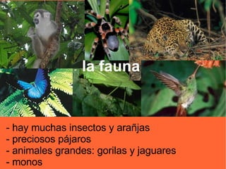 - hay muchas insectos y ara ñ jas - preciosos pájaros - animales grandes: gorilas y jaguares - monos la fauna 