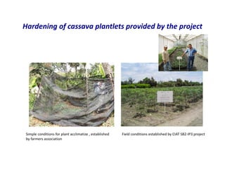 Use of tissue culture techniques in a seed releases programs of whiteflies and frog skin diseases resistance materials in Cauca, Colombia