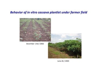 Use of tissue culture techniques in a seed releases programs of whiteflies and frog skin diseases resistance materials in Cauca, Colombia