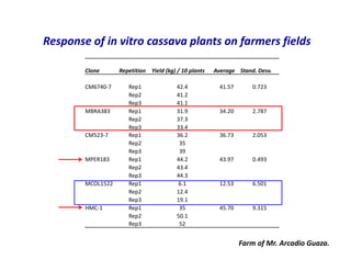 Use of tissue culture techniques in a seed releases programs of whiteflies and frog skin diseases resistance materials in Cauca, Colombia