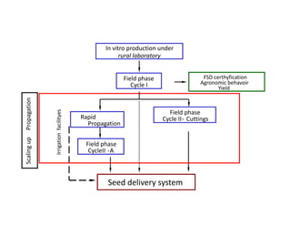 Use of tissue culture techniques in a seed releases programs of whiteflies and frog skin diseases resistance materials in Cauca, Colombia