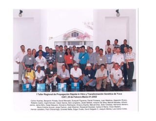 Use of tissue culture techniques in a seed releases programs of whiteflies and frog skin diseases resistance materials in Cauca, Colombia