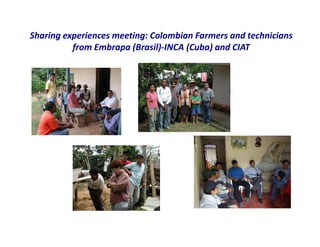 Use of tissue culture techniques in a seed releases programs of whiteflies and frog skin diseases resistance materials in Cauca, Colombia