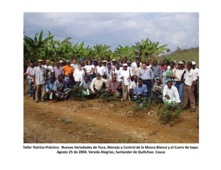 Use of tissue culture techniques in a seed releases programs of whiteflies and frog skin diseases resistance materials in Cauca, Colombia