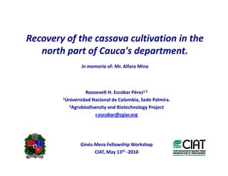 Use of tissue culture techniques in a seed releases programs of whiteflies and frog skin diseases resistance materials in Cauca, Colombia
