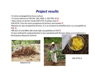 Use of tissue culture techniques in a seed releases programs of whiteflies and frog skin diseases resistance materials in Cauca, Colombia