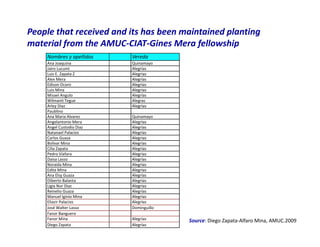 Use of tissue culture techniques in a seed releases programs of whiteflies and frog skin diseases resistance materials in Cauca, Colombia