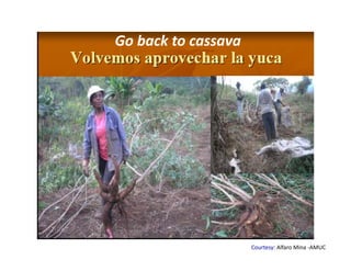 Use of tissue culture techniques in a seed releases programs of whiteflies and frog skin diseases resistance materials in Cauca, Colombia