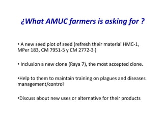 Use of tissue culture techniques in a seed releases programs of whiteflies and frog skin diseases resistance materials in Cauca, Colombia