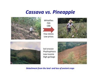 Use of tissue culture techniques in a seed releases programs of whiteflies and frog skin diseases resistance materials in Cauca, Colombia