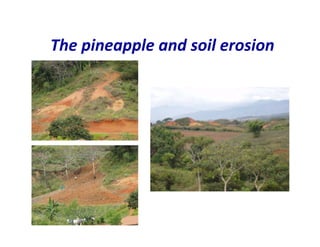 Use of tissue culture techniques in a seed releases programs of whiteflies and frog skin diseases resistance materials in Cauca, Colombia