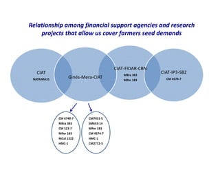 Use of tissue culture techniques in a seed releases programs of whiteflies and frog skin diseases resistance materials in Cauca, Colombia