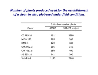 Use of tissue culture techniques in a seed releases programs of whiteflies and frog skin diseases resistance materials in Cauca, Colombia