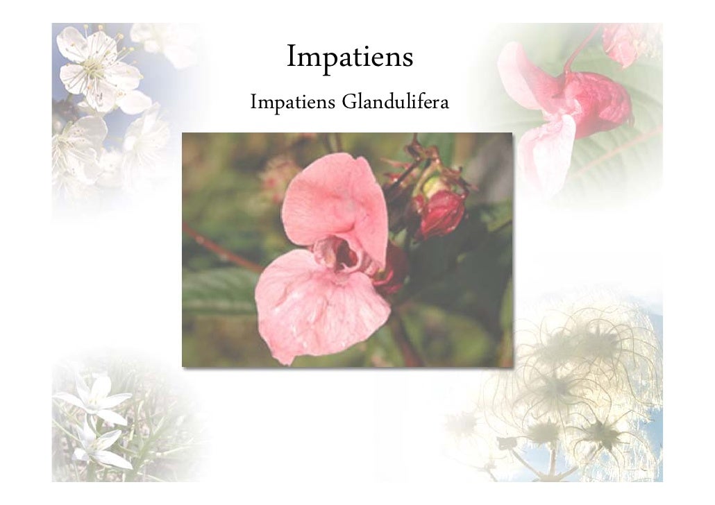 Fiori Di Bach Per Bambini Iperattivi