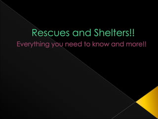 Rescues and Shelters!! Everything you need to know and more!! 