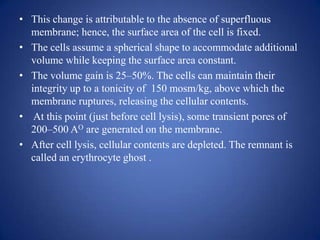 • This change is attributable to the absence of superfluous
  membrane; hence, the surface area of the cell is fixed.
• The cells assume a spherical shape to accommodate additional
  volume while keeping the surface area constant.
• The volume gain is 25–50%. The cells can maintain their
  integrity up to a tonicity of 150 mosm/kg, above which the
  membrane ruptures, releasing the cellular contents.
• At this point (just before cell lysis), some transient pores of
  200–500 AO are generated on the membrane.
• After cell lysis, cellular contents are depleted. The remnant is
  called an erythrocyte ghost .
 