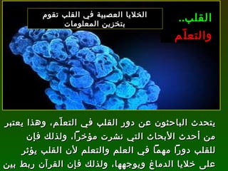 يتحدث الباحثون عن دور القلب في التعلّم، وهذا يعتبر من أحدث الأبحاث التي نشرت مؤخراً، ولذلك فإن للقلب دوراً مهماً في العلم والتعلم لأن القلب يؤثر على خلايا الدماغ ويوجهها، ولذلك فإن القرآن ربط بين القلب والعلم، قال تعالى :  ( وَطَبَعَ اللَّهُ عَلَى قُلُوبِهِمْ فَهُمْ لَا يَعْلَمُونَ )   [ التوبة : 93]. القلب .. والتعلّم الخلايا العصبية في القلب تقوم بتخزين المعلومات 