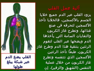 يزود القلب عبر الدم جميع خلايا الجسم بالأكسجين، فالخلايا تأخذ الأكسجين لتحرقه في صنع غذائها، وتطرح غاز الكربون والنفايات السامة التي يأخذها الدم ويضخها عبر القلب لتقوم الرئتين بتنقية هذا الدم وطرح غاز الكربون .  طبعاً تأخذ الرئتين الأكسجين الذي نتنفسه وتطرح غاز الكربون من خلال عملية التنفس  ( الشهيق والزفير ) ، إن شبكة نقل الدم عبر جسمك أي الشرايين والأوعية لو وصلت مع بعضها لبلغ طولها أكثر من مئة ألف كيلو متر !! آلية عمل القلب القلب يضخ الدم عبر شبكة يبلغ طولها 100000  كيلو متر 