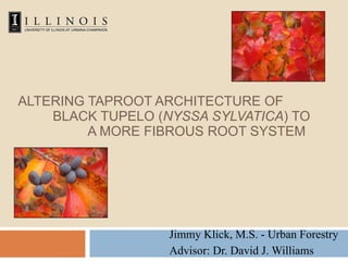 ALTERING TAPROOT ARCHITECTURE OF  BLACK TUPELO ( NYSSA SYLVATICA ) TO  A MORE FIBROUS ROOT SYSTEM Jimmy Klick, M.S. - Urban Forestry Advisor: Dr. David J. Williams 
