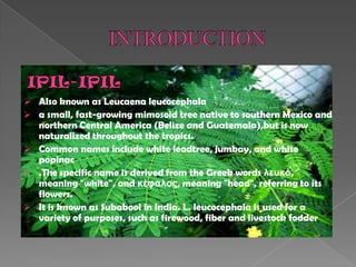  Also known as Leucaena leucocephala
 a small, fast-growing mimosoid tree native to southern Mexico and
northern Central America (Belize and Guatemala),but is now
naturalized throughout the tropics.
 Common names include white leadtree, jumbay, and white
popinac
 .The specific name is derived from the Greek words λευκό,
meaning "white", and κέφαλος, meaning "head", referring to its
flowers.
 It is known as Subabool in India. L. leucocephala is used for a
variety of purposes, such as firewood, fiber and livestock fodder
 