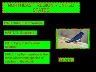 NORTHEAST  REGION  - UNITED STATES BIRD NAME: Barn Swallow HABITAT: Grassland DIET: flying insects while airborne FACT: The barn swallow is the most widespread species of swallow in the world. BY: Abdel   