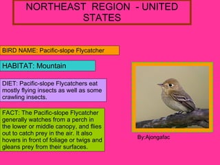 NORTHEAST  REGION  - UNITED STATES BIRD NAME: Pacific-slope Flycatcher  HABITAT: Mountain DIET: Pacific-slope Flycatchers eat mostly flying insects as well as some crawling insects. FACT: The Pacific-slope Flycatcher generally watches from a perch in the lower or middle canopy, and flies out to catch prey in the air. It also hovers in front of foliage or twigs and gleans prey from their surfaces.  B By:Ajongafac 