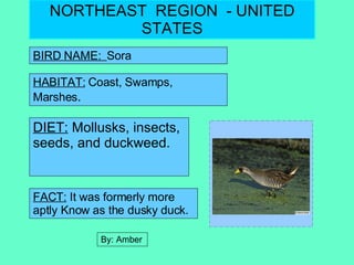 NORTHEAST  REGION  - UNITED STATES BIRD NAME:  Sora HABITAT:  Coast, Swamps, Marshes . DIET:  Mollusks, insects, seeds, and duckweed. FACT:  It was formerly more aptly Know as the dusky duck. By: Amber  