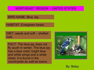 NORTHEAST  REGION  - UNITED STATES BIRD NAME: Blue Jay. HABITAT: Evergreen forest. DIET: seeds and soft – shelled nuts. FACT: The blue jay does not fly south in winter. The blue jay has a blue crest, bright blue and white wings and a white chest. It is found in the countryside as well as towns. By: Betsy 