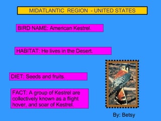 MIDATLANTIC  REGION  - UNITED STATES BIRD NAME: American Kestrel. HABITAT: He lives in the Desert. DIET: Seeds and fruits....