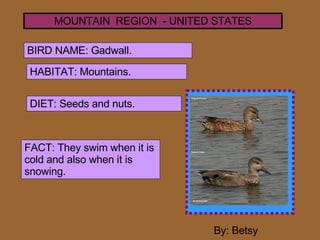 MOUNTAIN  REGION  - UNITED STATES BIRD NAME: Gadwall.   HABITAT: Mountains. DIET: Seeds and nuts. FACT: They swim when it ...