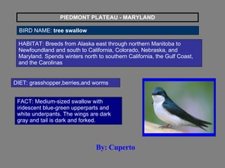 PIEDMONT PLATEAU - MARYLAND BIRD NAME:  tree swallow HABITAT: Breeds from Alaska east through northern Manitoba to Newfoundland and south to California, Colorado, Nebraska, and Maryland. Spends winters north to southern California, the Gulf Coast, and the Carolinas  DIET: grasshopper,berries,and worms   FACT: Medium-sized swallow with iridescent blue-green upperparts and white underpants. The wings are dark gray and tail is dark and forked.  By: Cuperto 