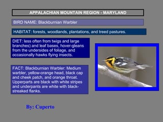 APPALACHIAN MOUNTAIN REGION - MARYLAND BIRD NAME: Blackburnian Warbler HABITAT: forests, woodlands, plantations, and treed pastures.  DIET: less often from twigs and large branches) and leaf bases, hover-gleans from the undersides of foliage, and occasionally hawks flying insects.  FACT: Blackburnian Warbler: Medium warbler, yellow-orange head, black cap and cheek patch, and orange throat. Upperparts are black with white stripes and underpants are white with black- streaked flanks.  By: Cuperto 