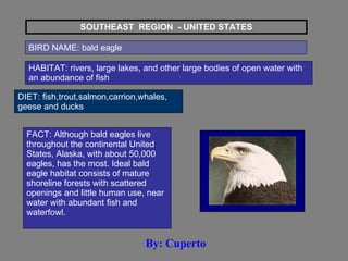 SOUTHEAST  REGION  - UNITED STATES BIRD NAME: bald eagle HABITAT: rivers, large lakes, and other large bodies of open water with an abundance of fish  DIET: fish,trout,salmon,carrion,whales, geese and ducks FACT: Although bald eagles live throughout the continental United States, Alaska, with about 50,000 eagles, has the most. Ideal bald eagle habitat consists of mature shoreline forests with scattered openings and little human use, near water with abundant fish and waterfowl.  By: Cuperto 
