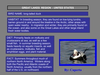 GREAT LAKES  REGION  - UNITED STATES BIRD NAME: long-tailed duck HABITAT: In breeding season, they are found on low-lying tundra, barren ground in and around the treeline in the Arctic, other areas with open water nearby.  In migration and winter, they are primarily found on the ocean, and also some on the Great Lakes and other large inland fresh water bodies.   DIET: Primarily feeds on mollusks and crustaceans at sea, as well as a few small fish.  In summer breeding season, feeds heavily on aquatic insects, as well as crustaceans, mollusks, fish and amphibian eggs, and plant material.  FACT: Summers throughout much of northern North America.  Winters along both the Pacific and Atlantic coasts of North America, usually from the northern half of the U.S. on northward.  By: Cuperto 