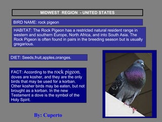 MIDWEST  REGION  - UNITED STATES BIRD NAME: rock pigeon HABITAT: The Rock Pigeon has a restricted natural resident range in western and southern Europe, North Africa, and into South Asia. The Rock Pigeon is often found in pairs in the breeding season but is usually gregarious.  DIET: Seeds,fruit,apples,oranges. FACT: According to the  rock pigeon , doves are kosher, and they are the only birds that may be used for a korban. Other kosher birds may be eaten, but not brought as a korban. In the new Testament a dove is the symbol of the Holy Spirit. By: Cuperto 