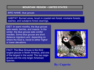 MOUNTAIN  REGION  - UNITED STATES BIRD NAME: blue grouse  HABITAT: Burned areas, brush in coastal rain forest; montane forests, slashes, and subalpine forest clearings.  DIET: In warm months, the blue grouse eats seeds, berries, and insects. In the winter, the blue grouse eats conifer needles. Some blue grouse are short distance migrators and, depending on where the food is, travel to either higher or lower elevations  FACT: The Blue Grouse is the third largest grouse in North America, and one of the largest in the world. The two sage-grouse are the only larger American species.  By: Cuperto 