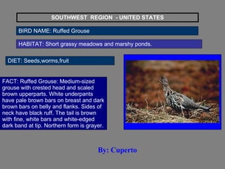 SOUTHWEST  REGION  - UNITED STATES BIRD NAME: Ruffed Grouse   HABITAT: Short grassy meadows and marshy ponds.  DIET: Seeds,worms,fruit FACT: Ruffed Grouse: Medium-sized grouse with crested head and scaled brown upperparts. White underpants have pale brown bars on breast and dark brown bars on belly and flanks. Sides of neck have black ruff. The tail is brown with fine, white bars and white-edged dark band at tip. Northern form is grayer. By: Cuperto 