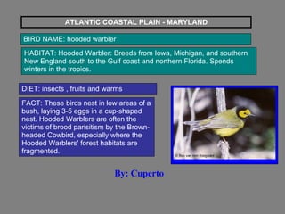 ATLANTIC COASTAL PLAIN - MARYLAND BIRD NAME: hooded warbler HABITAT: Hooded Warbler: Breeds from Iowa, Michigan, and southern New England south to the Gulf coast and northern Florida. Spends winters in the tropics.  DIET: insects , fruits and warms FACT: These birds nest in low areas of a bush, laying 3-5 eggs in a cup-shaped nest. Hooded Warblers are often the victims of brood parisitism by the Brown-headed Cowbird, especially where the Hooded Warblers' forest habitats are fragmented.  By: Cuperto 