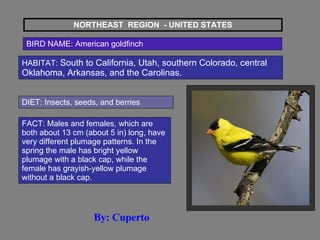NORTHEAST  REGION  - UNITED STATES BIRD NAME: American goldfinch HABITAT:  South to California, Utah, southern Colorado, central Oklahoma, Arkansas, and the Carolinas.  DIET: Insects, seeds, and berries  FACT: Males and females, which are both about 13 cm (about 5 in) long, have very different plumage patterns. In the spring the male has bright yellow plumage with a black cap, while the female has grayish-yellow plumage without a black cap.  By: Cuperto 