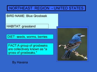 NORTHEAST  REGION  - UNITED STATES BIRD NAME: Blue Grosbeak  HABITAT: grassland DIET: seeds, worms, berries FACT:A group of grosbeaks are collectively known as &quot;a gross of grosbeaks.&quot;  By Havana 